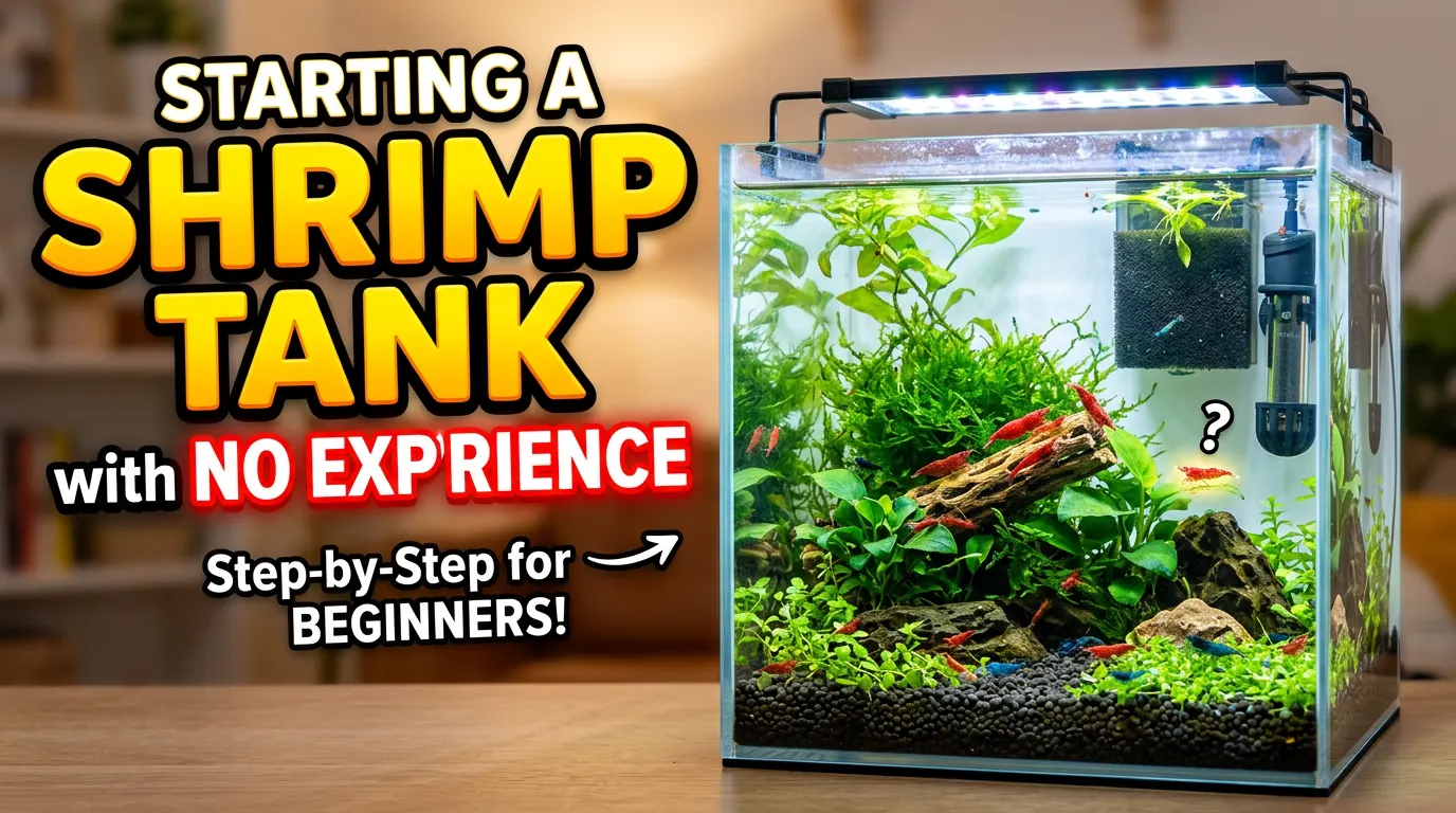 Starting a Shrimp Tank with No Experience