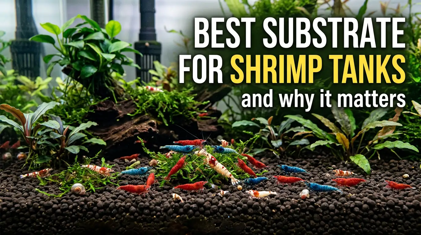 Best Substrate for Shrimp Tanks and Why It Matters